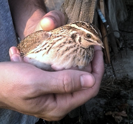 Wachtel (Coturnix coturnix), Handvergleich