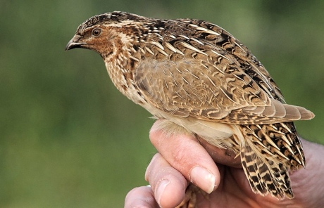 Wachtel (Coturnix coturnix)