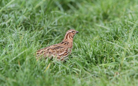 Wachtel (Coturnix coturnix)