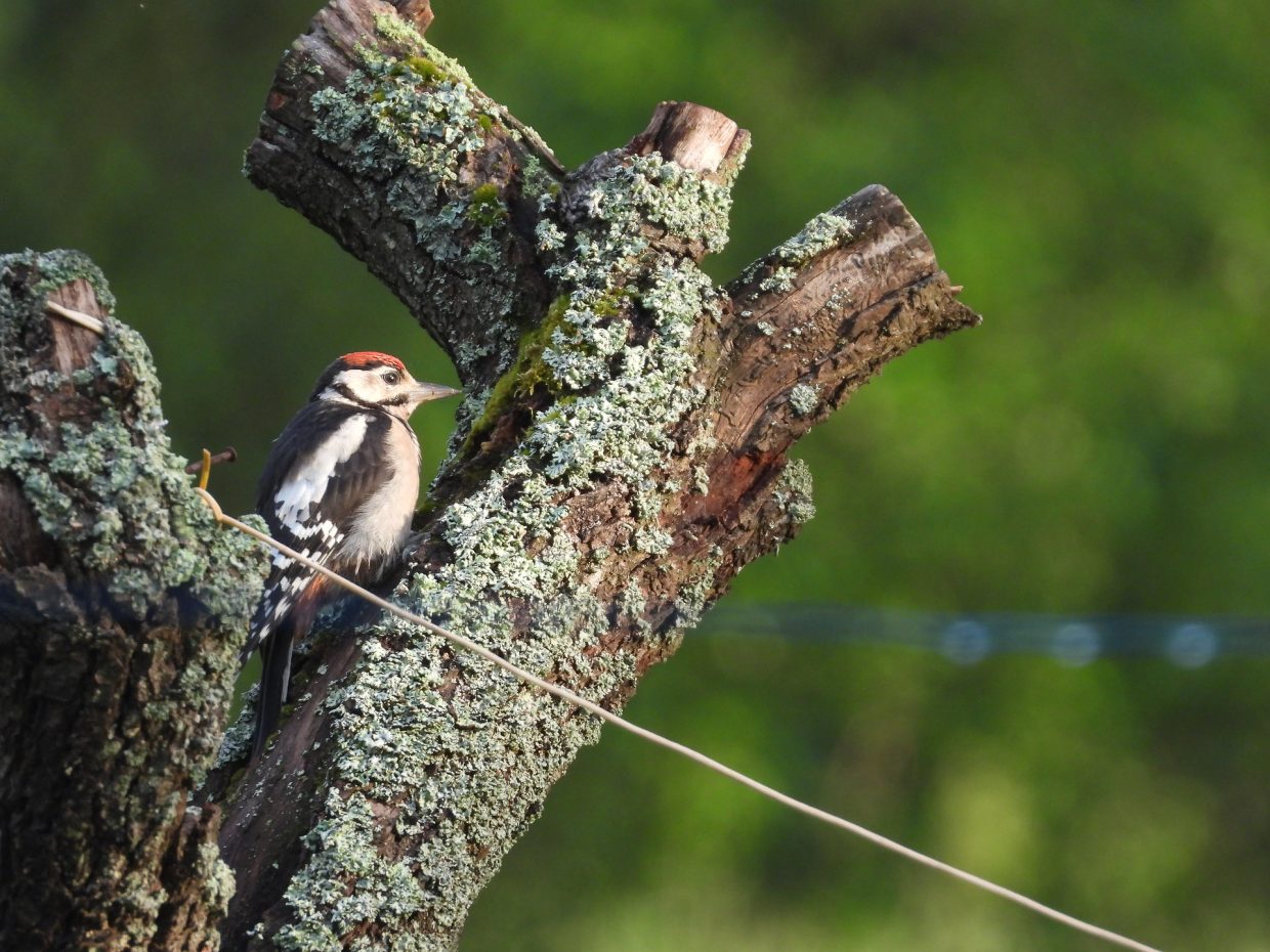 Buntspecht, Jungvogel